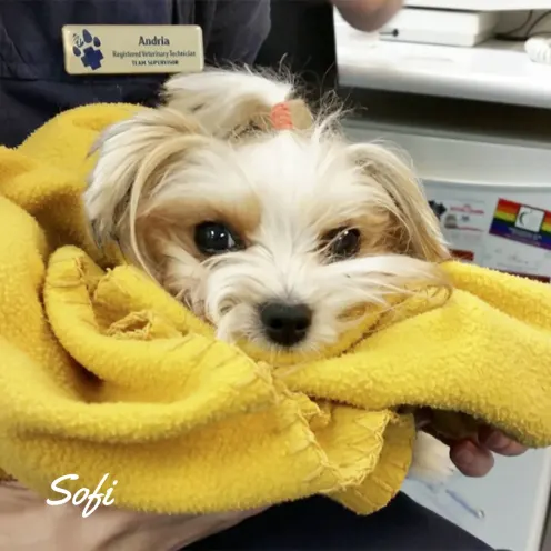 Small white/brown dog wrapped in a yellow blanket at Blue Cross Animal Hospital